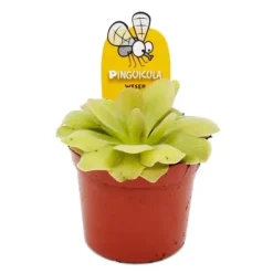 Köttätande växt - Pinguicula "Weser" - kruka 9 cm