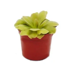 Köttätande växt - Pinguicula "Weser" - kruka 9 cm