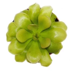 Köttätande växt - Pinguicula 
