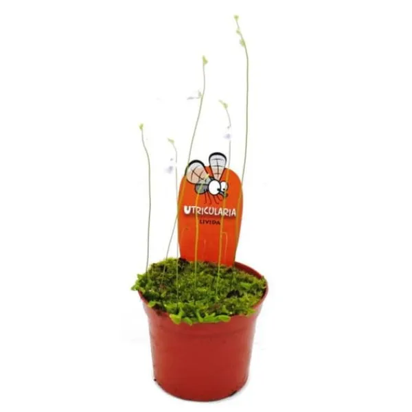 Köttätande växt - Vattenrör - Utricularia livida - 9 cm kruka - Sällsynthet