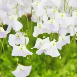 Köttätande växt - Vattenrör - Utricularia livida - 9 cm kruka - Sällsynthet