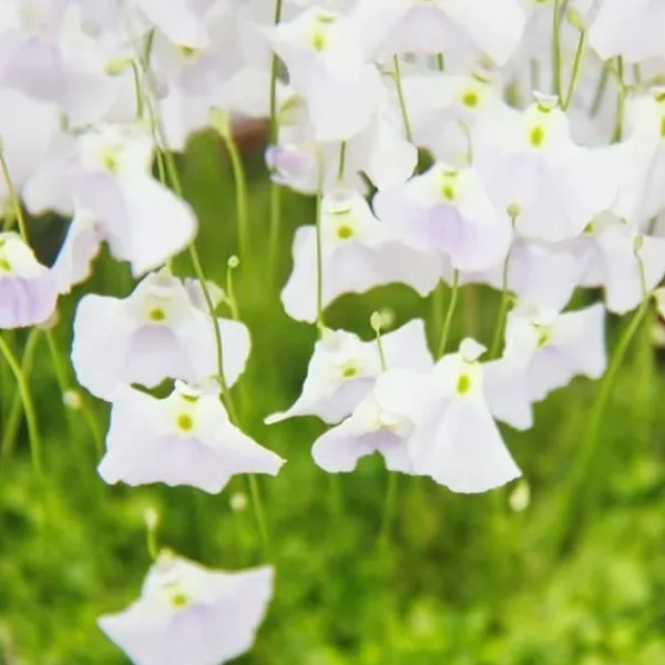 Köttätande växt - Vattenrör - Utricularia livida - 9 cm kruka - Sällsynthet