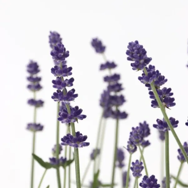 Lavendelbuskar - Set om 36 - Lavandula angustifolia - Höjd 10-15cm - ⌀10,5cm