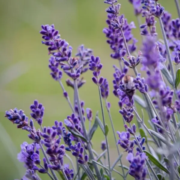 Lavendelbuskar - Set om 36 - Lavandula angustifolia - Höjd 10-15cm - ⌀10,5cm
