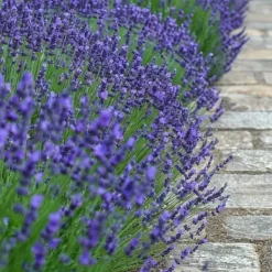 Lavendelträd - Set om 12 - Lavandula angustifolia - Höjd 10-15cm - ⌀10,5cm