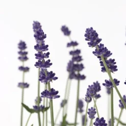 Lavendelträd - Set om 12 - Lavandula angustifolia - Höjd 10-15cm - ⌀10,5cm