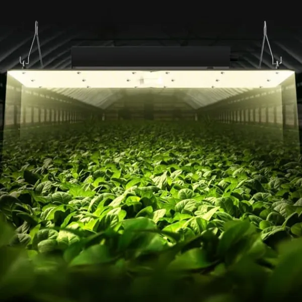 LED V grow light, 300W fullspektrum, dimbar, hög avkastning, Samsung dioder för inomhusodling och växthus.