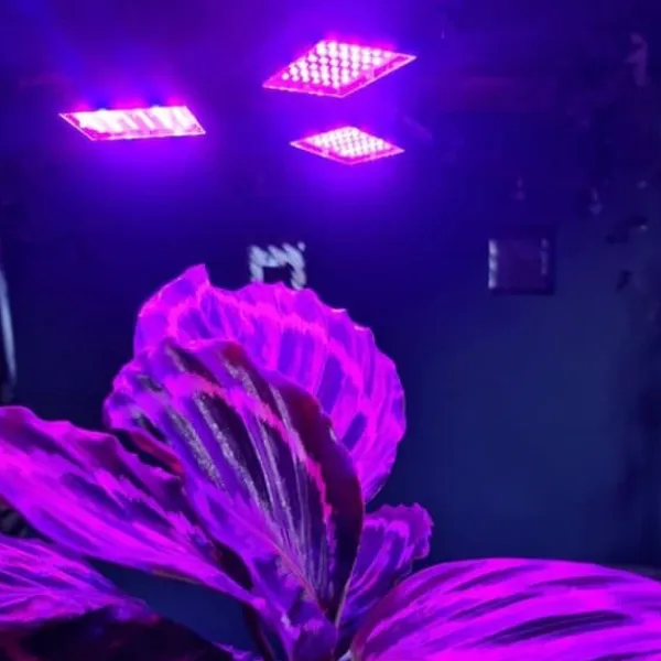 LED-Belysning för Växter