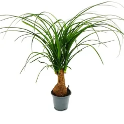 Liten elefantfot - Beaucarnea recurvata - Nolina - inomhusväxt - kruka 12cm - stam