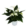 Liten flamingoblomma - Anthurium andreanum - baby anthurium - miniväxt - 7 cm kruka - vita blommor - White Champion
