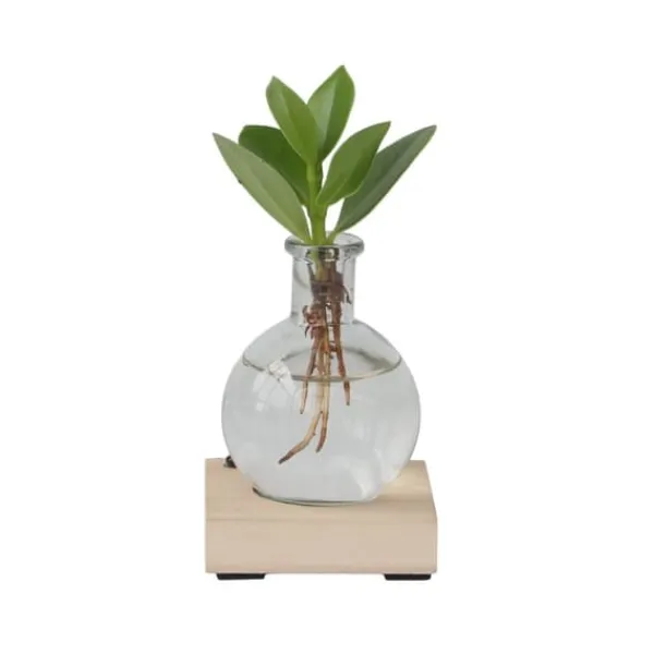 Clearance Liten Narrfikus i kom - Clusia rosea 'Princess' - Höjd 15-20cm - ⌀8cm Krukväxter Inomhus