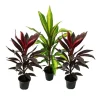 Best Lot om 3 Cordyline fruticosa, lys klubb 12cm potte Krukväxter Inomhus