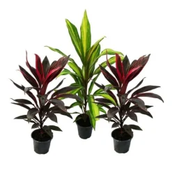Best Lot om 3 Cordyline fruticosa, lys klubb 12cm potte Krukväxter Inomhus