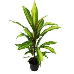 Best Lot om 3 Cordyline fruticosa, lys klubb 12cm potte Krukväxter Inomhus