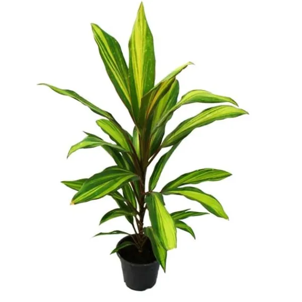 Best Lot om 3 Cordyline fruticosa, lys klubb 12cm potte Krukväxter Inomhus