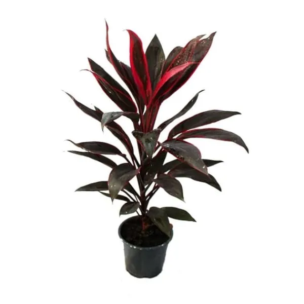 Best Lot om 3 Cordyline fruticosa, lys klubb 12cm potte Krukväxter Inomhus