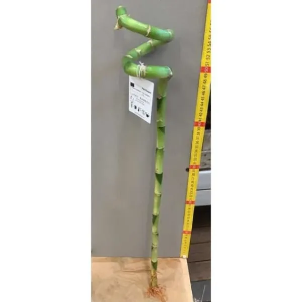 Best LUCKY BAMBOO SPIRAL 60CM (BAMBÙ DELLA FORTUNA) Krukväxter Inomhus