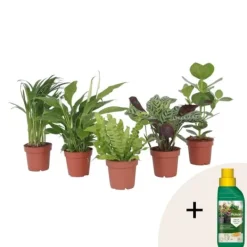 Best Luftrenande mix - Set om 5 - Krukväxter - Höjd 25-40cm - ⌀12cm Krukväxter Inomhus