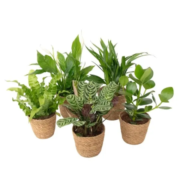 Luftrenande mix - Set om 5 - Krukväxter - Inkluderar korg - Höjd 25-40cm - ⌀12cm