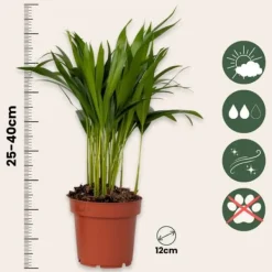 Luftrenande mix - Set om 5 - Krukväxter - Inkluderar korg - Höjd 25-40cm - ⌀12cm