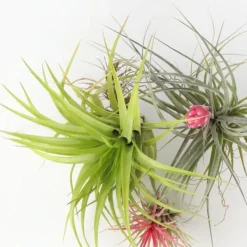 Luftväxt - Set om 6 - Tillandsia - Höjd 5-15cm - ⌀5cm