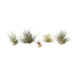 Luftväxt - Set om 5 - Tillandsia - Höjd 5-15cm - ⌀5cm