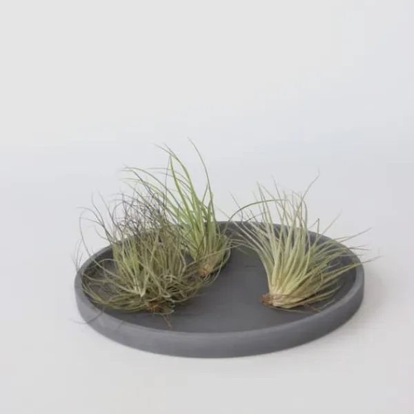 Luftväxt - Set om 5 - Tillandsia - Höjd 5-15cm - ⌀5cm
