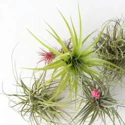 Luftväxt - Set om 5 - Tillandsia - Höjd 5-15cm - ⌀5cm