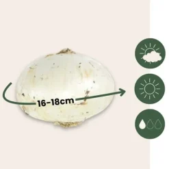 Lycklig fjäril - Set om 40 - Allium, Nectaroscordum - Blomlökar - Flerfärgad