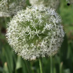 Lycklig fjäril - Set om 40 - Allium, Nectaroscordum - Blomlökar - Flerfärgad