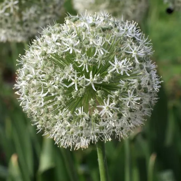 Lycklig fjäril - Set om 40 - Allium, Nectaroscordum - Blomlökar - Flerfärgad