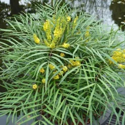 Online MAHONIA JAPONICA SOFT CARESS VASO 17CM städsegröna Buskar