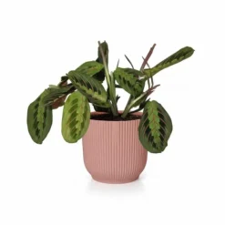 Online Maranta Tricolor i Rosa Kruka, 14 cm Krukväxter Inomhus