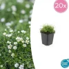 Marktäcka - Sten - Stjärnmoss - Sagina subulata - 9 cm kruka - Set av 20 växter