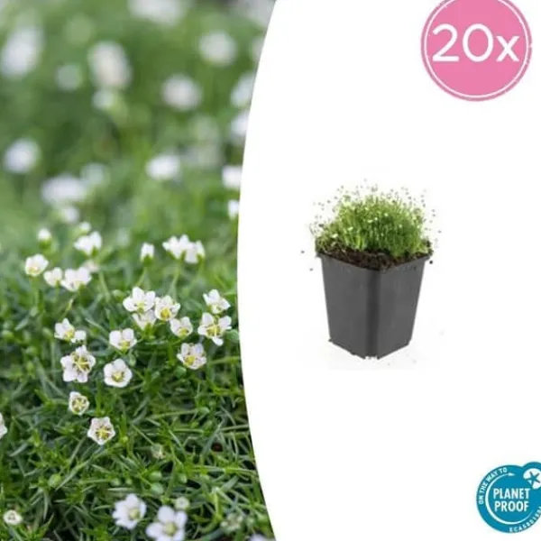 Marktäcka - Sten - Stjärnmoss - Sagina subulata - 9 cm kruka - Set av 20 växter