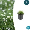 Discount Marktäcke - Sten - Stjärnmossa - Sagina subulata - Kruka på 9 cm - Set med 12 växter Trädgårdsväxter