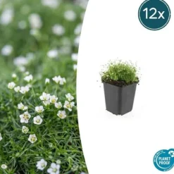 Discount Marktäcke - Sten - Stjärnmossa - Sagina subulata - Kruka på 9 cm - Set med 12 växter Trädgårdsväxter