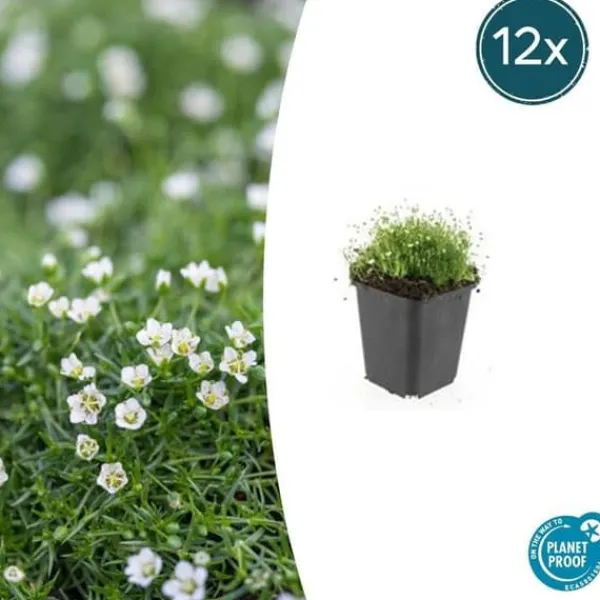 Discount Marktäcke - Sten - Stjärnmossa - Sagina subulata - Kruka på 9 cm - Set med 12 växter Trädgårdsväxter