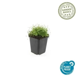 Discount Marktäcke - Sten - Stjärnmossa - Sagina subulata - Kruka på 9 cm - Set med 12 växter Trädgårdsväxter