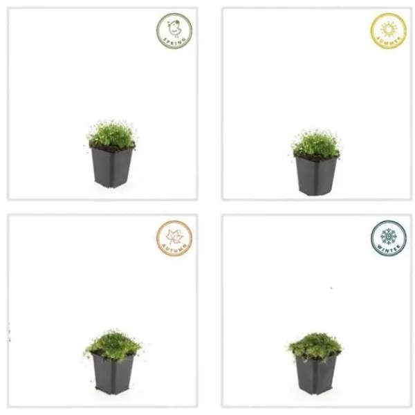 Discount Marktäcke - Sten - Stjärnmossa - Sagina subulata - Kruka på 9 cm - Set med 12 växter Trädgårdsväxter