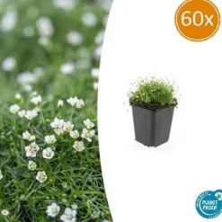 New Marktäcke - Sten - Stjärnmossa - Sagina subulata - 9 cm kruka - Set med 60 växter Trädgårdsväxter