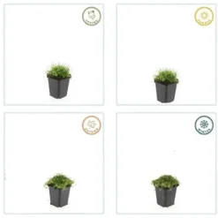 New Marktäcke - Sten - Stjärnmossa - Sagina subulata - 9 cm kruka - Set med 60 växter Trädgårdsväxter