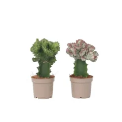 Marmoreuforbia - Set om 2 - Euphorbia 'Lactea' - Höjd 25-30cm - ⌀12cm Krukväxter Inomhus