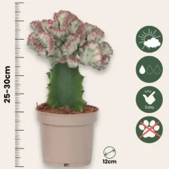 Marmoreuforbia - Set om 2 - Euphorbia 'Lactea' - Höjd 25-30cm - ⌀12cm Krukväxter Inomhus