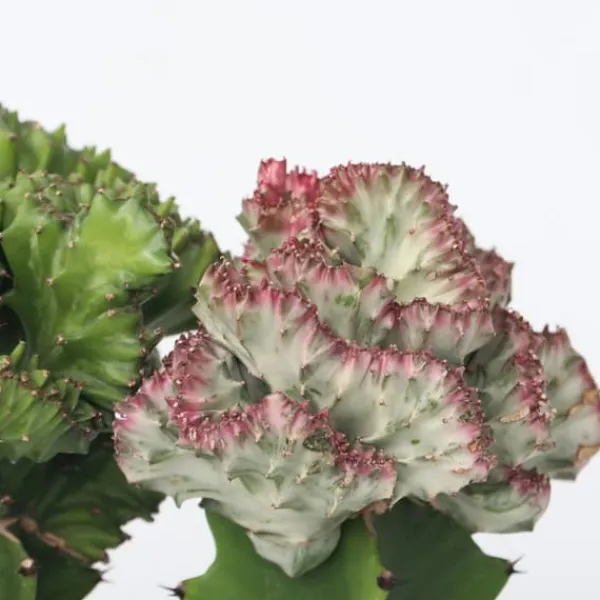 Marmoreuforbia - Set om 2 - Euphorbia 'Lactea' - Höjd 25-30cm - ⌀12cm Krukväxter Inomhus