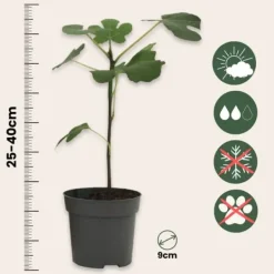 Medelhavsväxtblandning - Set om 4 - Citrus, ficus, olea - Höjd 25-40cm - ⌀9cm