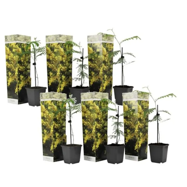 Mimosaträd - Set om 6 - Mimosa dealbata - Höjd 25-40cm - ⌀9cm
