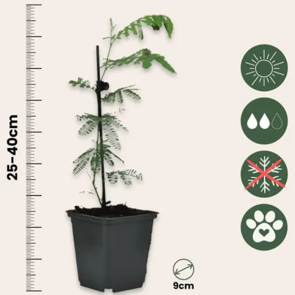Mimosaträd - Set om 6 - Mimosa dealbata - Höjd 25-40cm - ⌀9cm