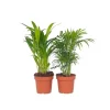 Online Mini inomhus palmen - Set om 2 - Dypsis, Chamaedorea - Höjd 25-40cm - ⌀12cm Krukväxter Inomhus