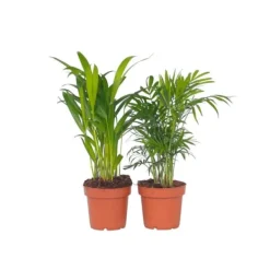 Online Mini inomhus palmen - Set om 2 - Dypsis, Chamaedorea - Höjd 25-40cm - ⌀12cm Krukväxter Inomhus